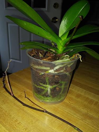 Original Orchid Spike Cut all the way Down to base