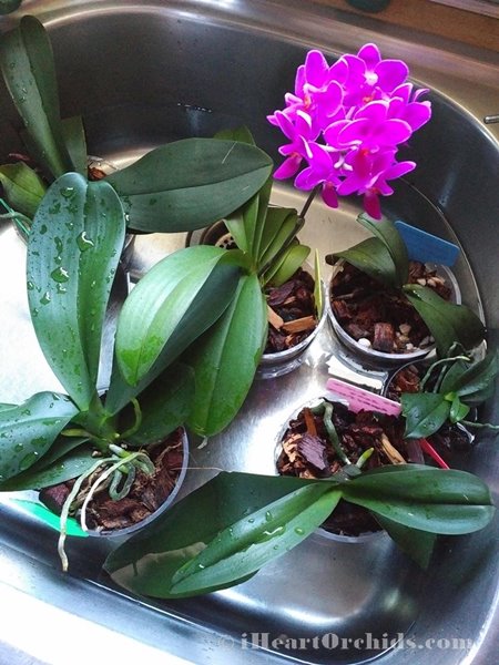 Just a really nice picture of Blooming Orchid getting a bath in kitchen sink.