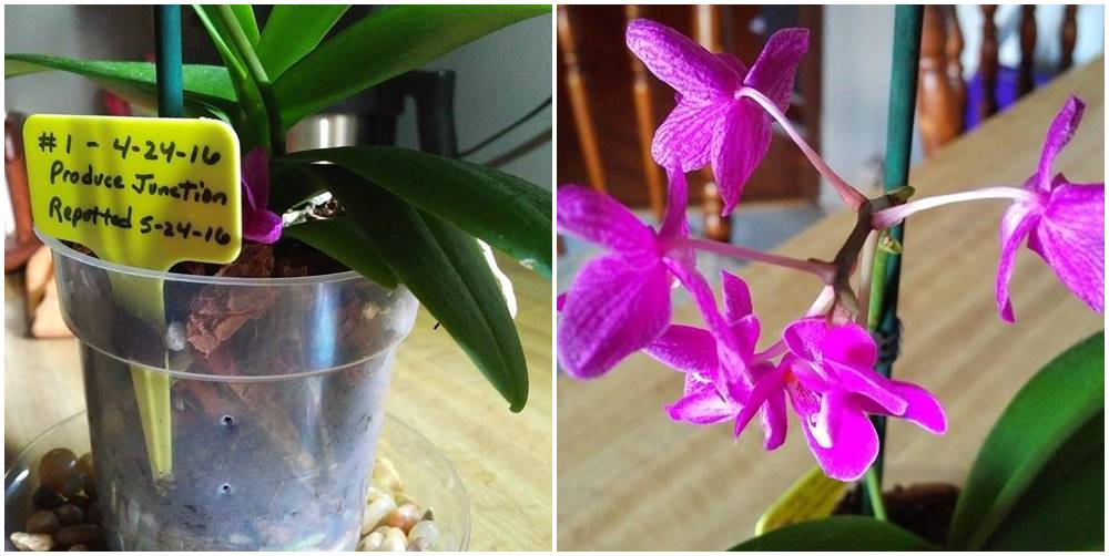 Strange Phalaenopsis Orchid Bloom Cycle