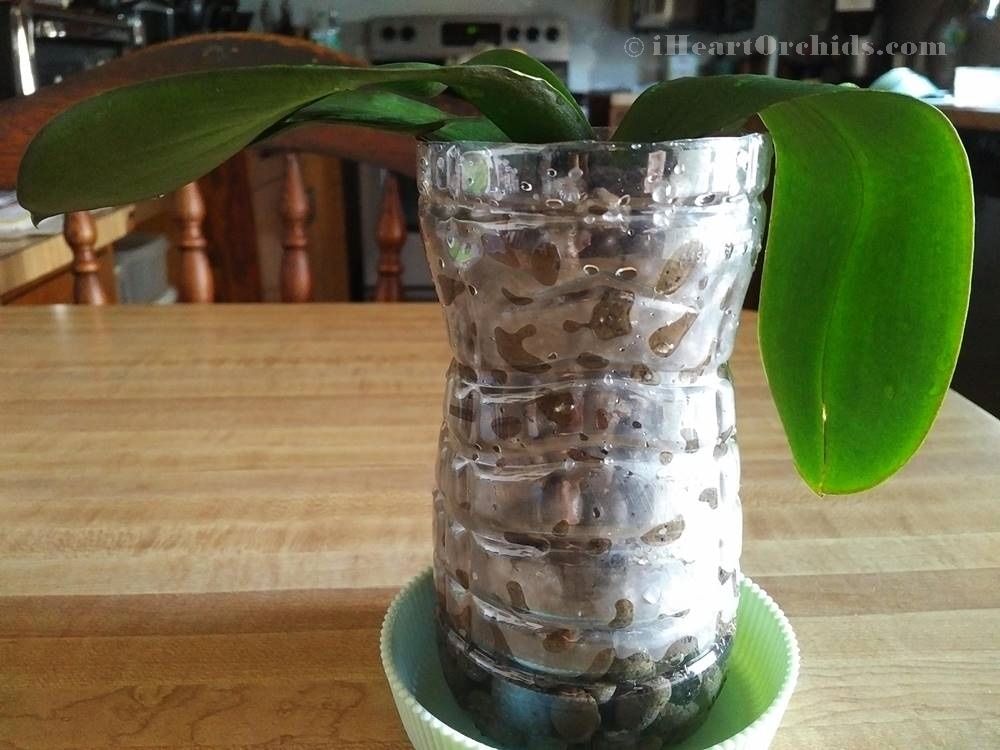Potted Phalaenopsis Orchid In Semi-Hydroponics as Last Resort