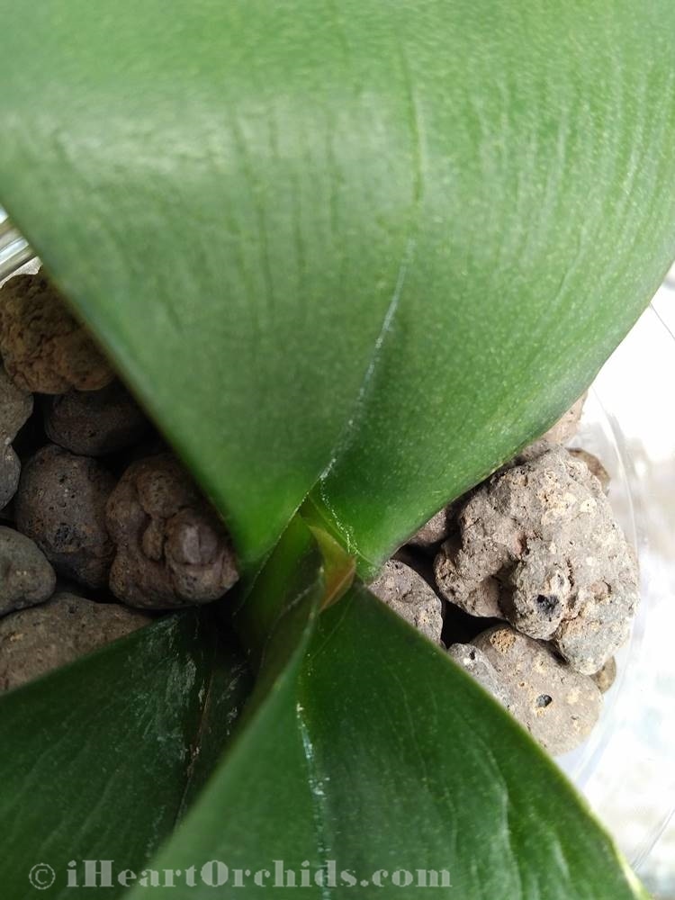 Rootless Phalaenopsis Growing New Baby Leaf in Semi Hydroponics