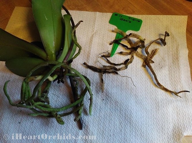 Cut Dead Orchid Roots Lots of Healthy Green Orchid Roots