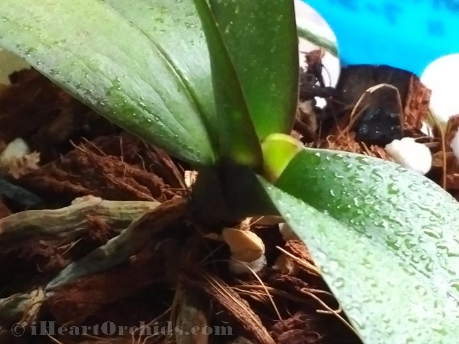 New Baby Orchid Leaf Growing Very Slowly