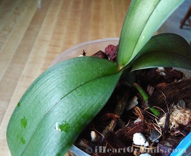 Phalaenopsis Orchid Growing New Leaf