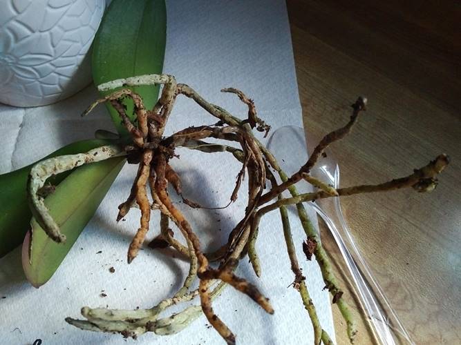 Healthy root check during orchid repotting