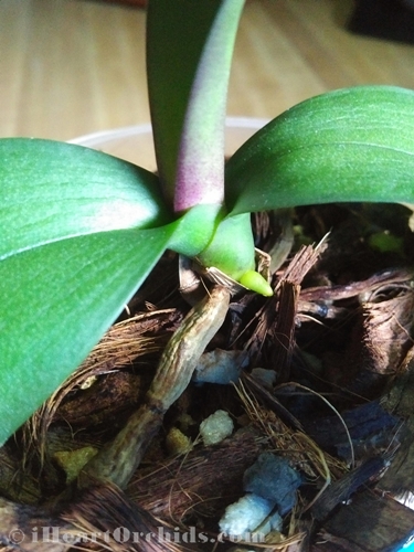 Tiny New Orchid Root In New Orchid Media