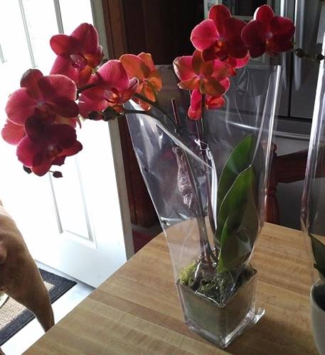 Phalaenopsis Orchid with Rust Brown Purplish Blooms and Buds