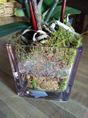 Orchid Roots in Saturated Moss