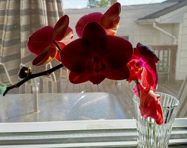 Detached Orchid Spike Living In Vase