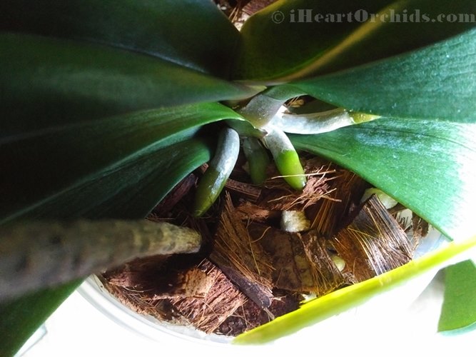 No Longer 3 BUT 4 Healthy Orchid Roots In Short Time