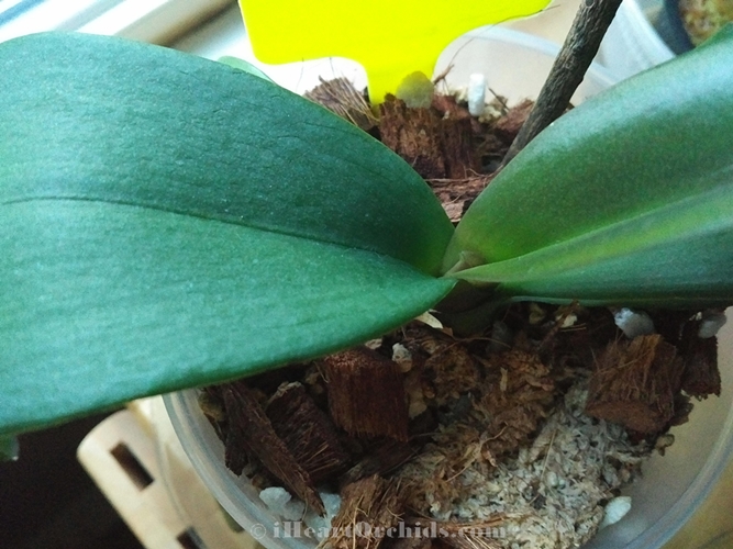 Wonderful Feeling To See New Baby Orchid Leaf Growing