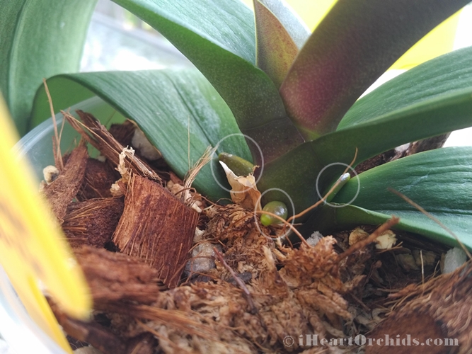Not Two BUT 3 New Orchid Roots Within Week