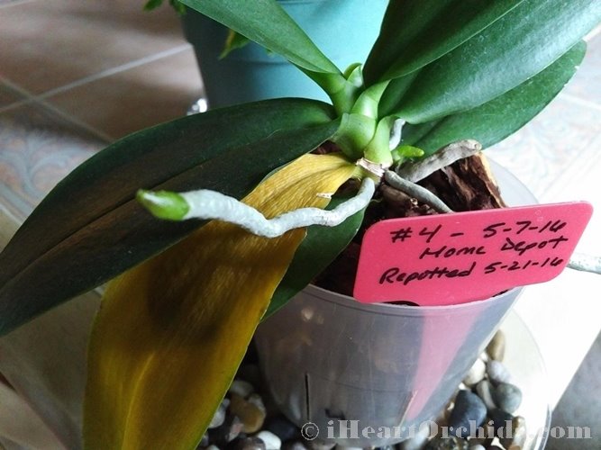 Yellow Orchid Leaf and New Healthy Baby Leaf and Orchid Roots