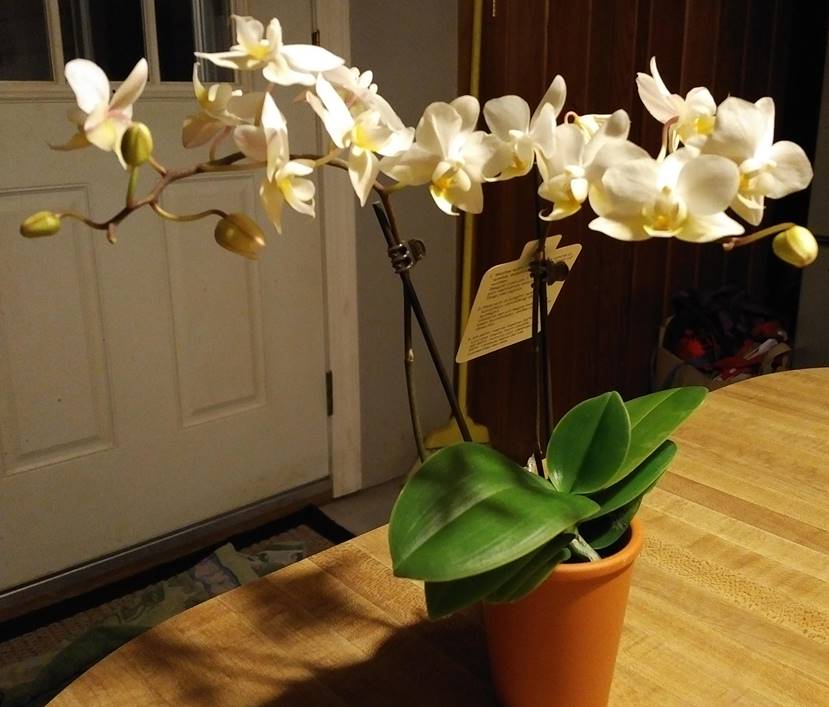 Phalaenopsis Mini Teacup Orchid with White Blooms