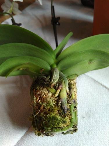 Mini Orchid Packed Tight in Saturated Moss