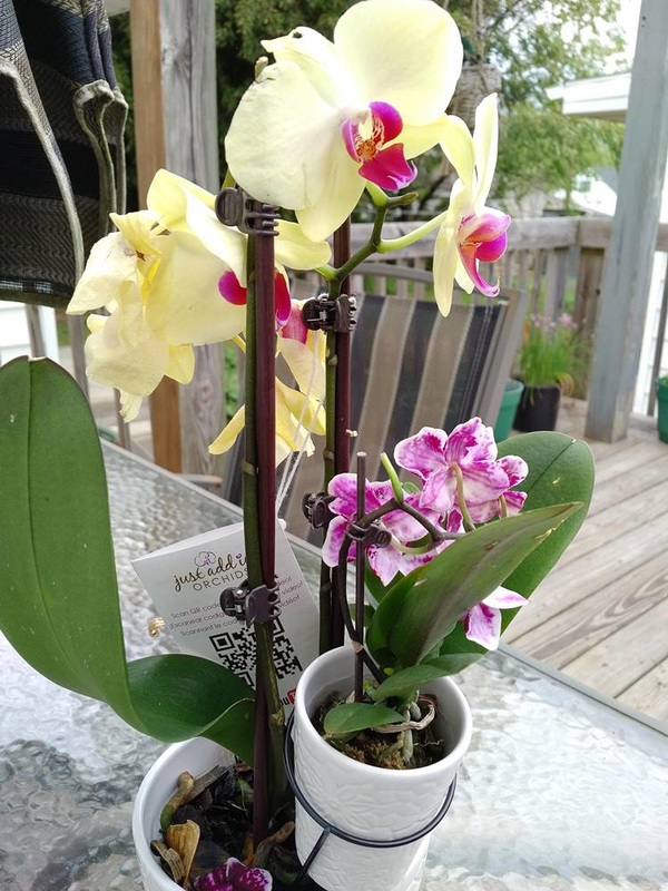 Phalaenopsis with Large Yellow Blooms with Pink