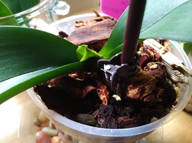 New Little Orchid Leaf Growing Fast