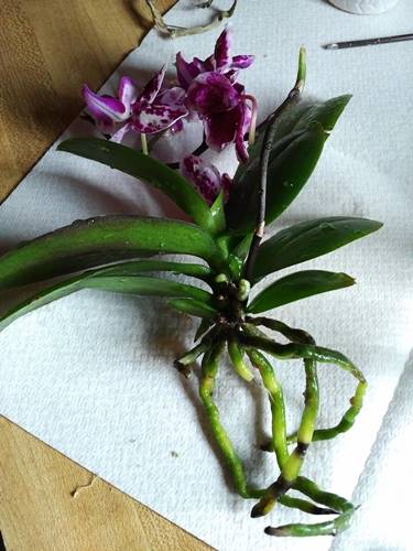 Healthy Orchid Roots After Rinsing