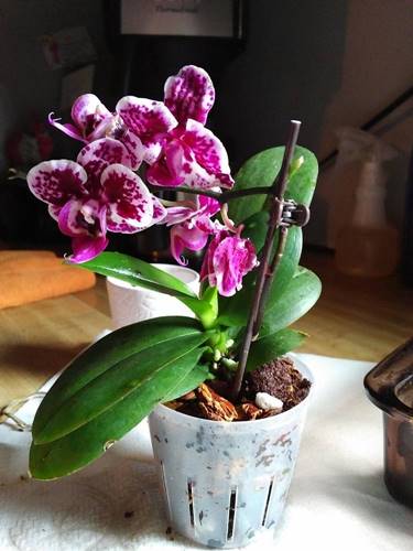 Happy Mini Teacup Orchid Repotted