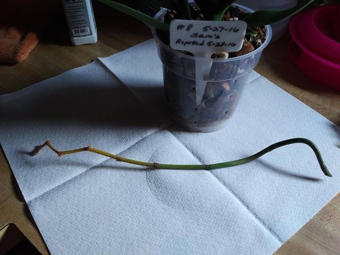 First Orchid Spike Cut Down