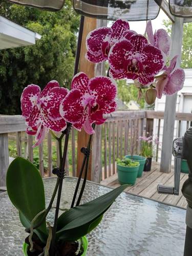 Hello Beautiful Orchid