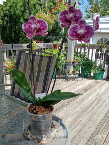 Orchid Still in Full Bloom Months After Repotting