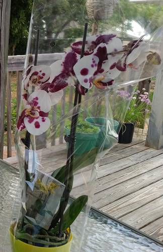 Welcome Home Beautiful Phalaenopsis Orchid #9
