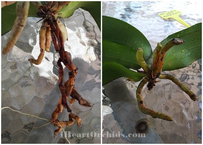 More Mushy Orchid Roots Cut Off
