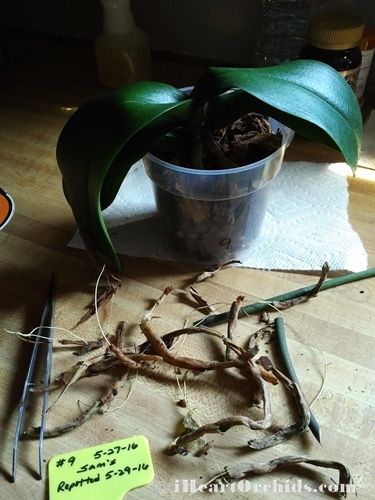 Massive Dead Root Removal from Orchid