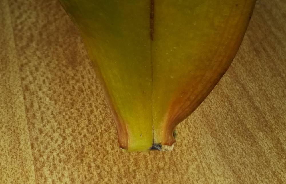 Orchid Leaf with Clean Cut Callous