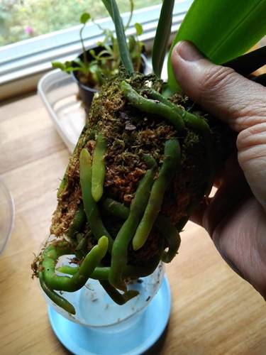Swollen Green Orchid Roots