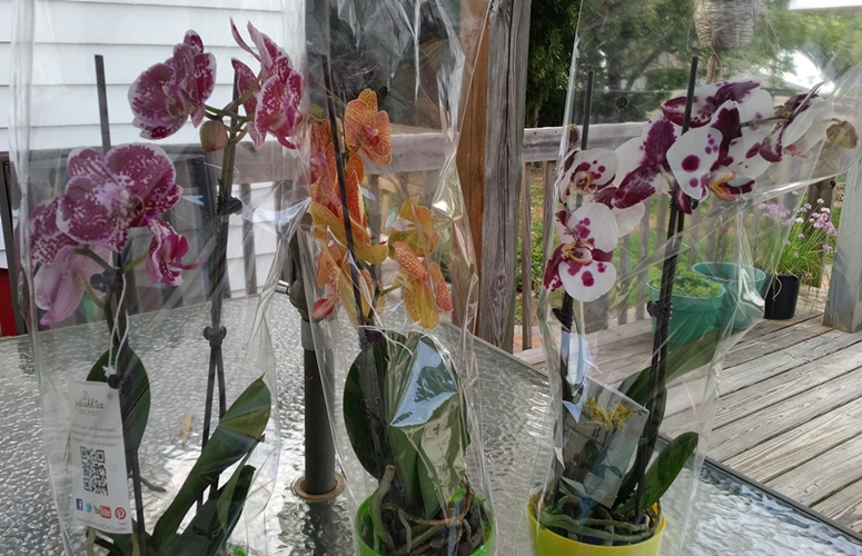 Arrival Day Of Beautiful Phalaenopsis Orchids