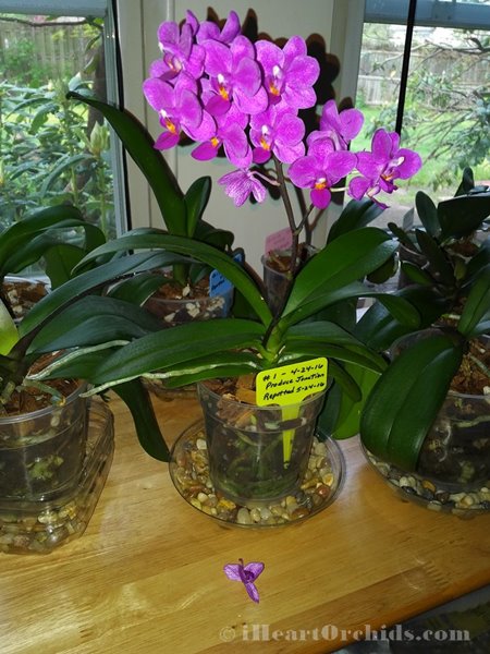First Wilted Orchid Bloom Dropped