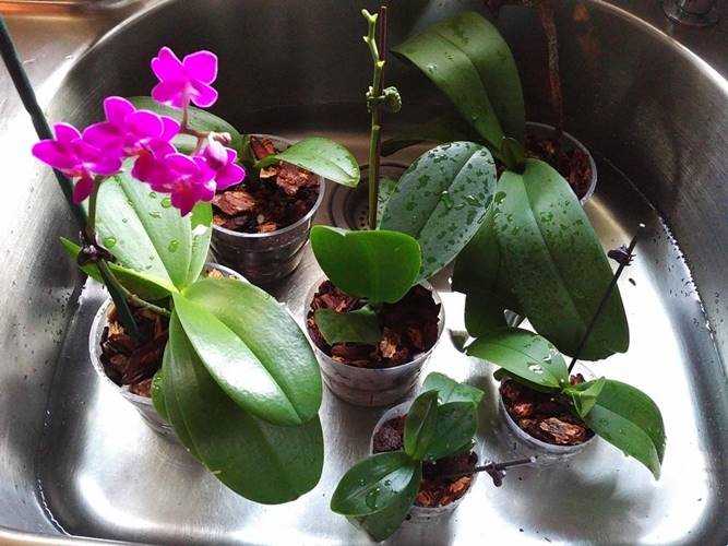 Time for Orchid Bath Time with some friends