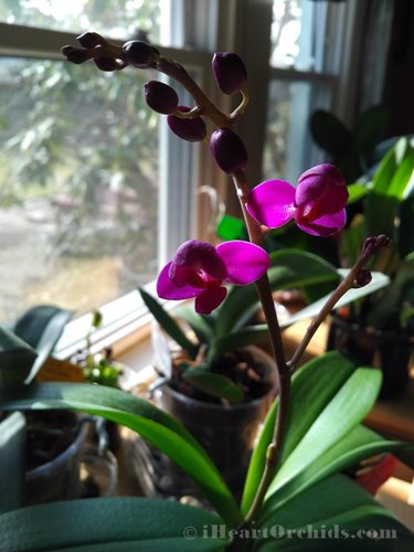 First Orchid Blooms And Buds Ready To Bust