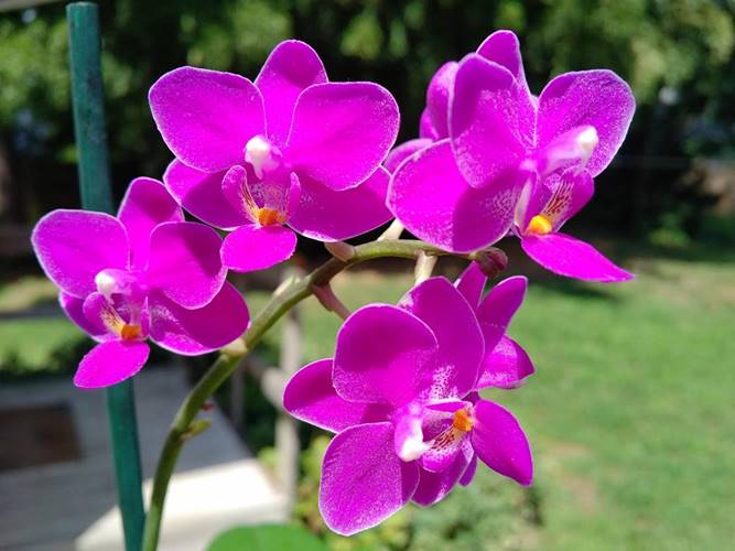 Spectacular Close Up of small purple Phalaenopsis Blooms
