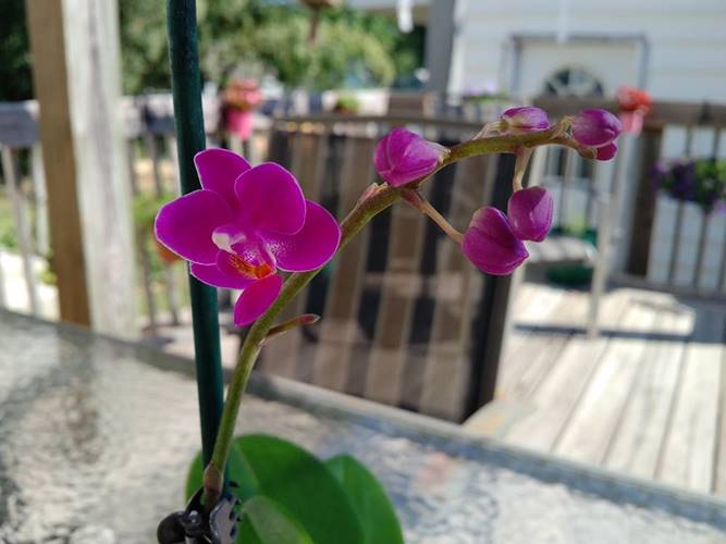 Woke up to first new orchid bloom
