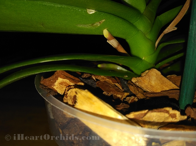 New Sneaky Orchid Root Growing