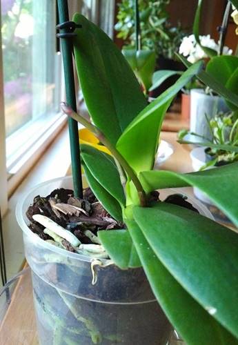 New Orchid Spike has grown to 5 inches