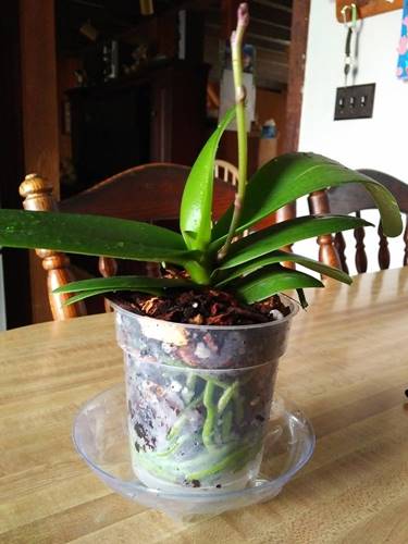 Repotted Orchid #1 in fresh Better-Gro Orchid Potting Mix