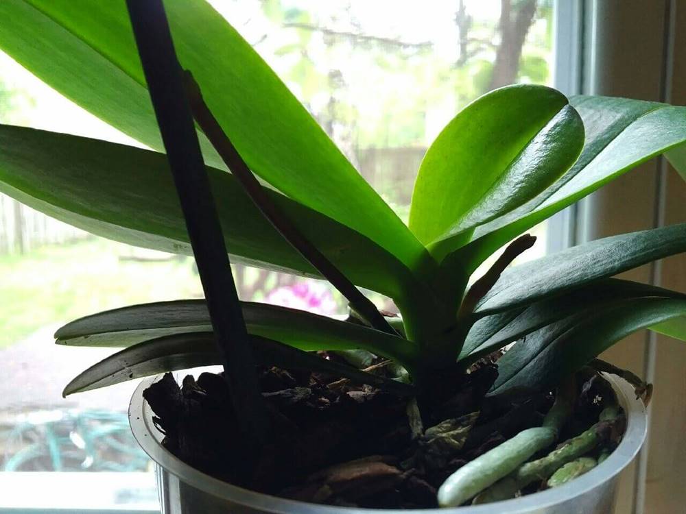 Surprise, a new orchid spike emerging in spring