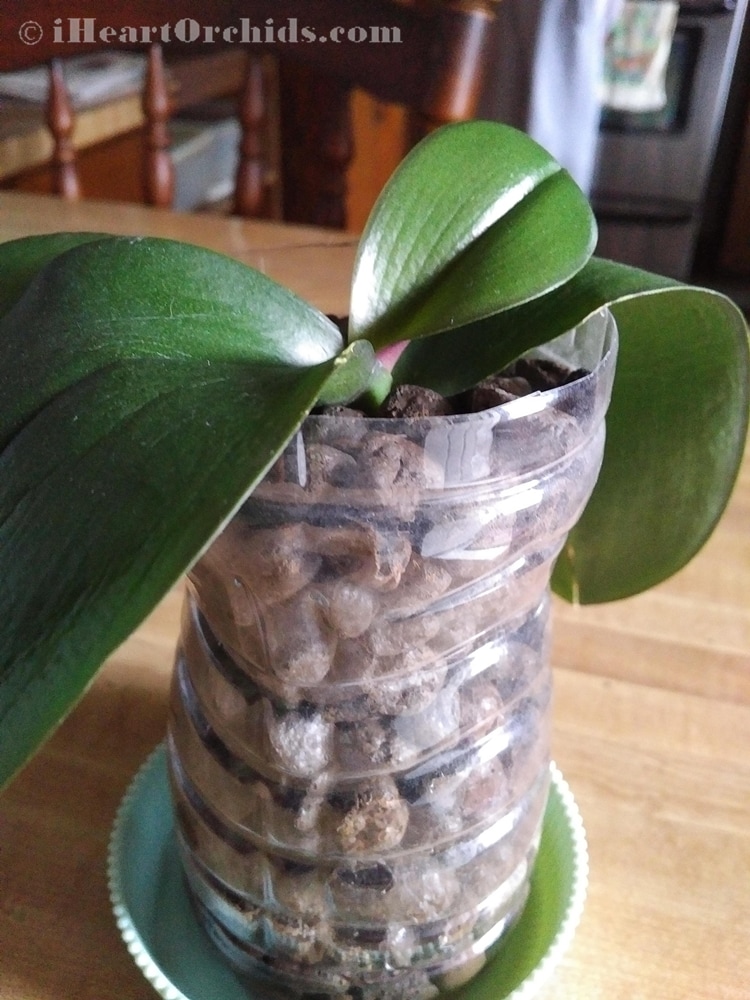 Rootless Orchid Baby Leaf Getting Big and Healthy