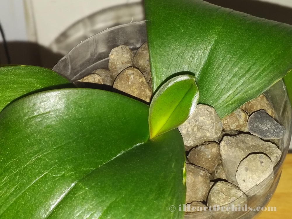 New Baby Orchid Leaf Growing Healthy On Rootless Phalaenopsis