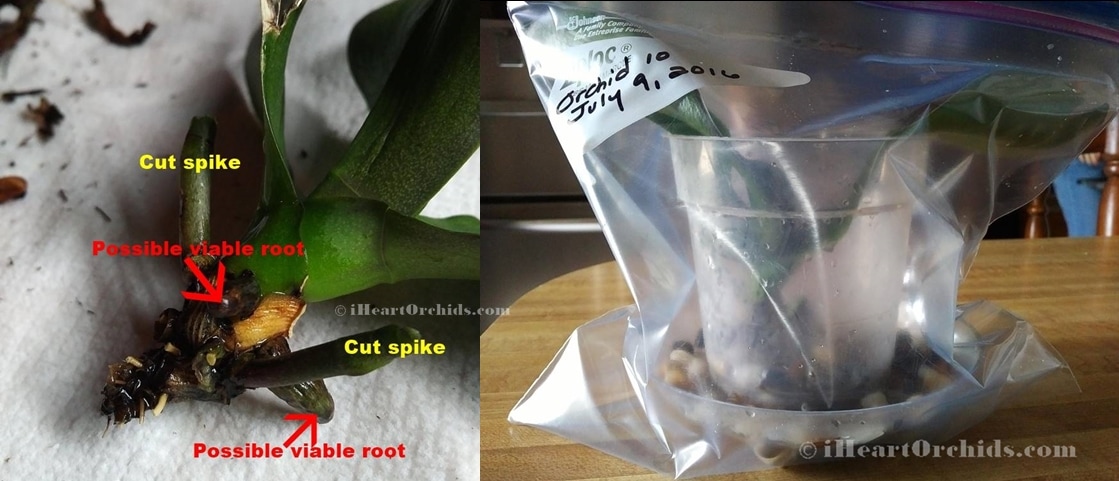 Rootless Orchid Phalaenopsis in ICU Humidity Bag