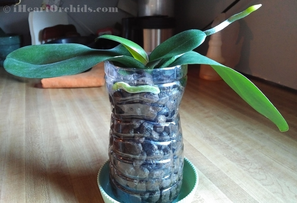 Update Of Once Rootless Phalaenopsis Orchid
