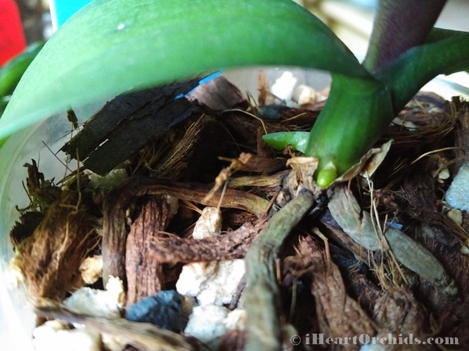 Orchid Growing Second Root Within Week