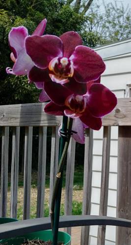 True Orchid Colors Showing in Sunshine