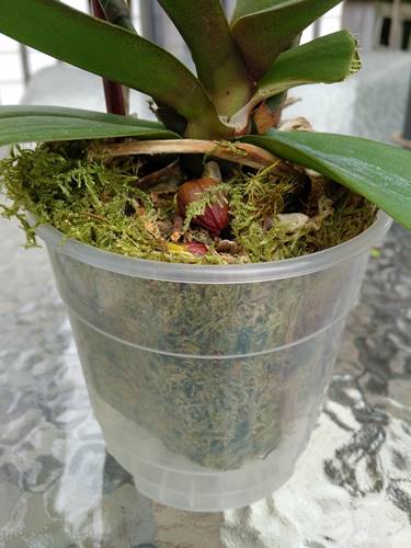 Placed Orchid Loosely In It's New Pot