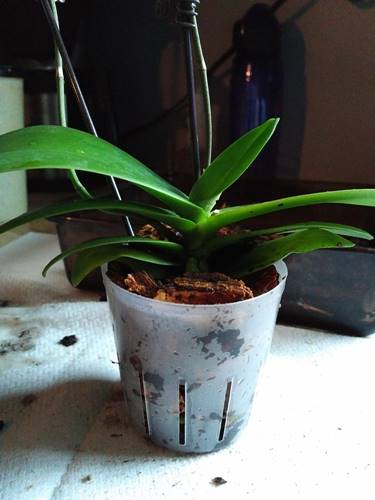 Repotted in Bark Mix in Slotted Orchid Pot