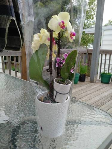 Two Phalaenopsis Orchids for the Price of One
